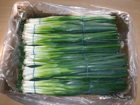 SPRING ONION