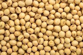 Soya Bean