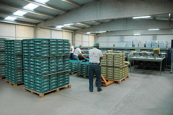 Egg Gathering and Classifying Facility
