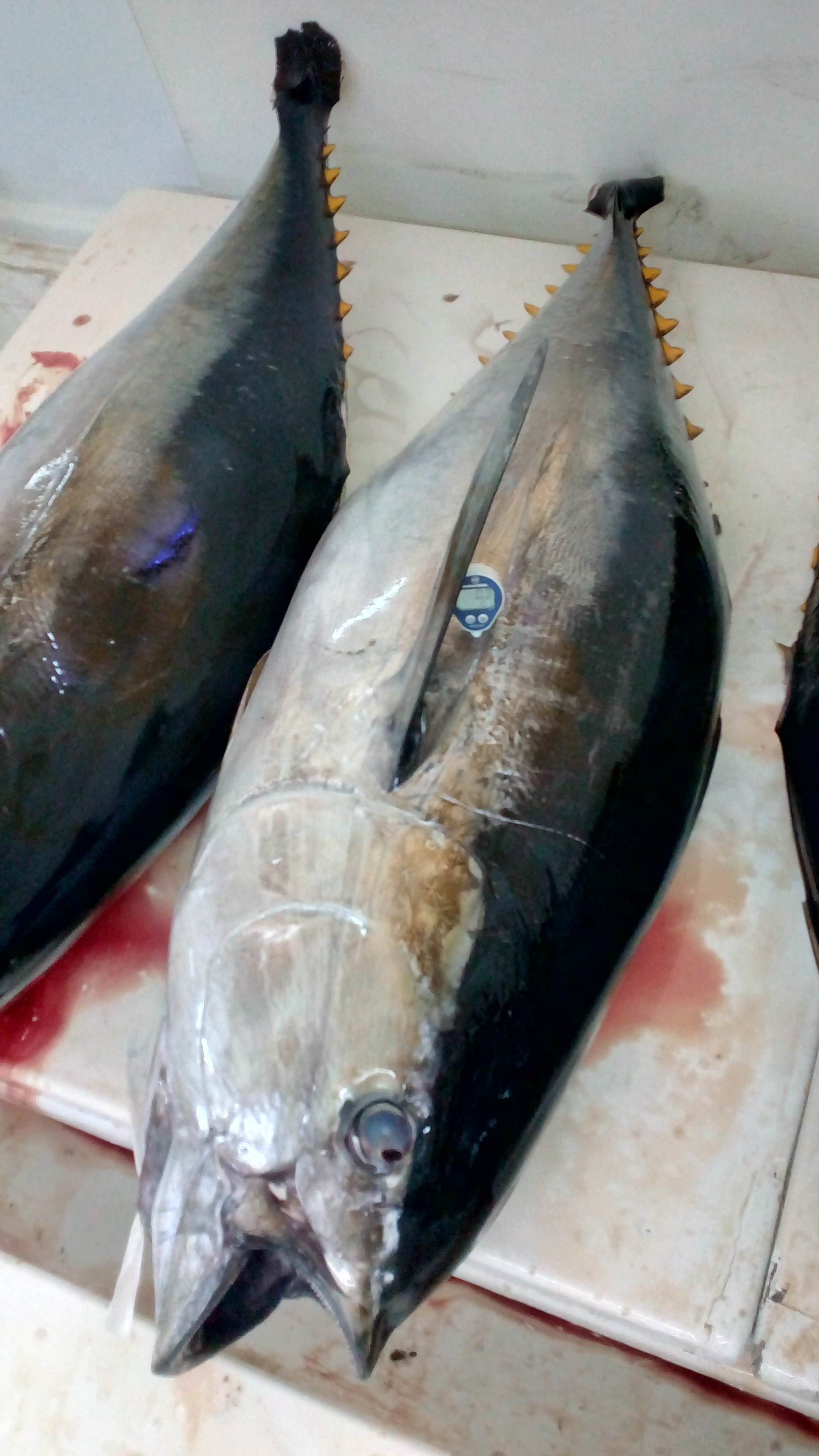 Yellowfin Tuna