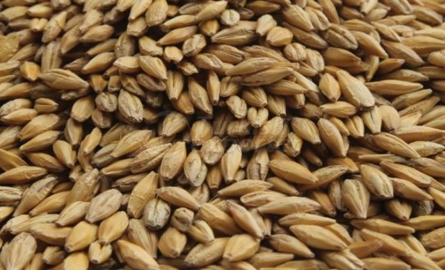 Barley (Hordeum vulgare L.) (feed)