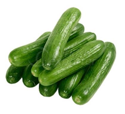 Cucumber