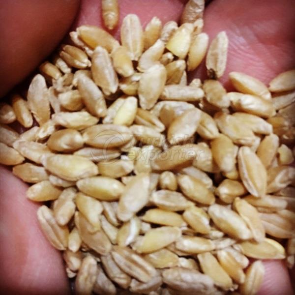 Durum wheat