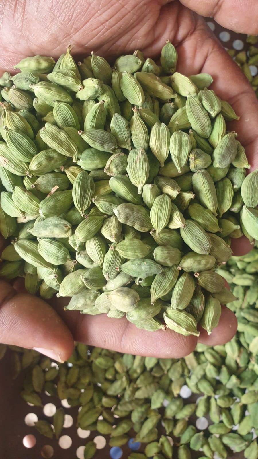 Green Cardamom