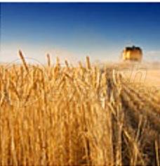 Oilseeds And Cereals