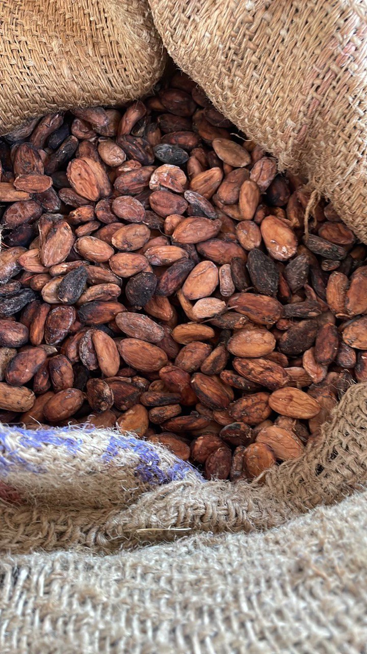 cocoa beans