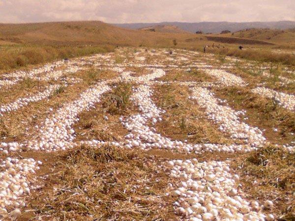 Dried Onion Production