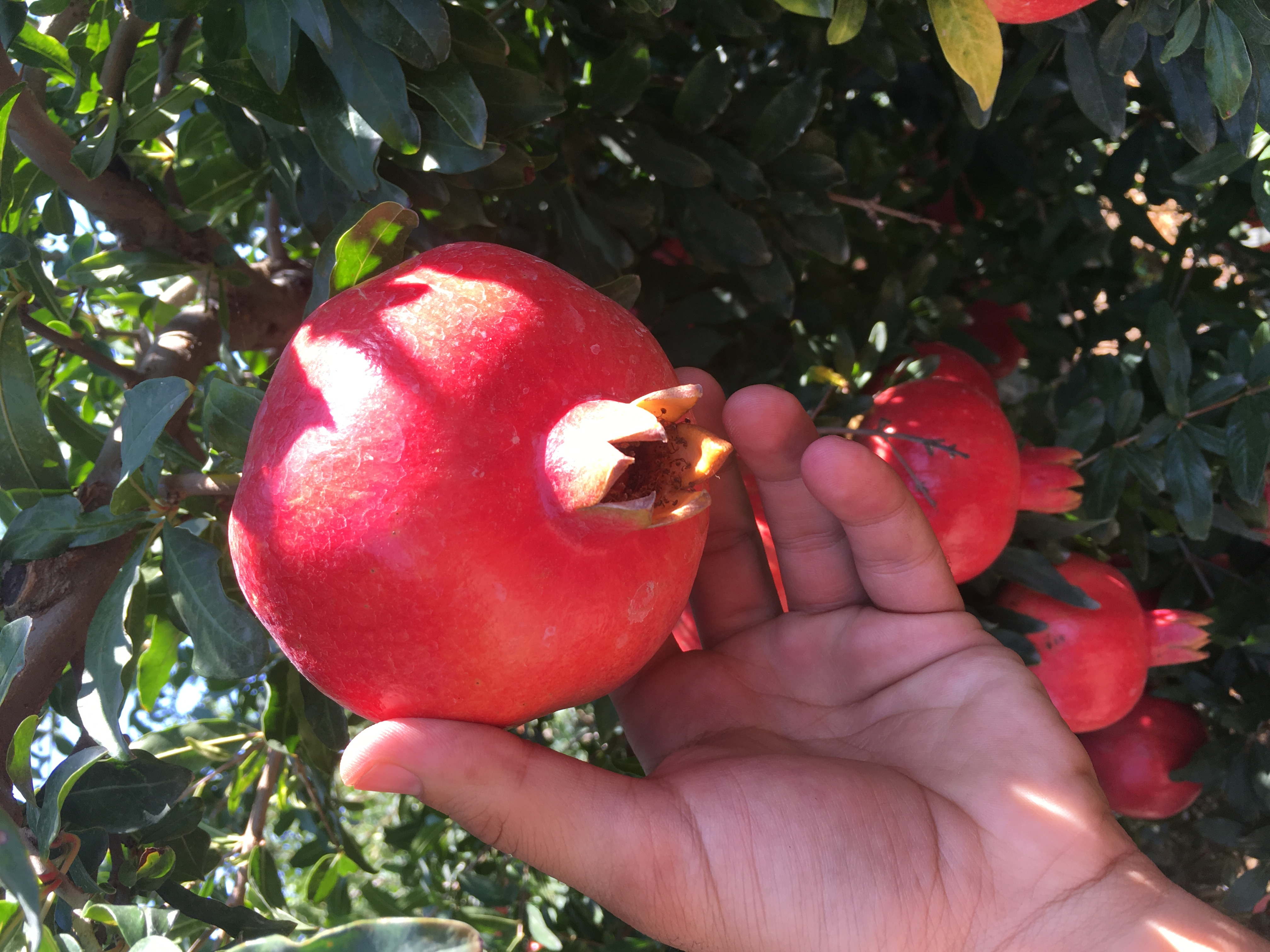 Pomegranate