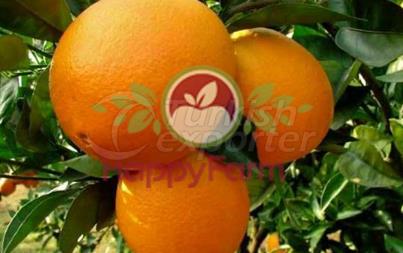 Orange Washington Navel