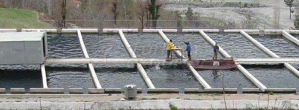 Salmon and Trout Production