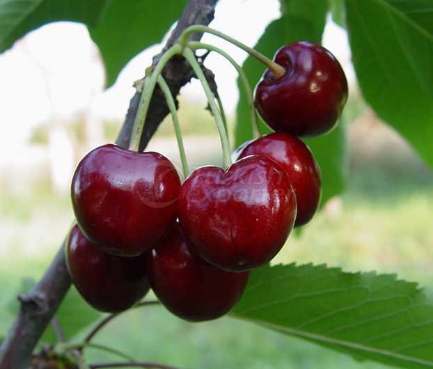 Cherry