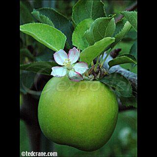 Golden Delicious grubu elmalar