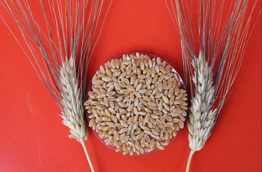 Soft wheat