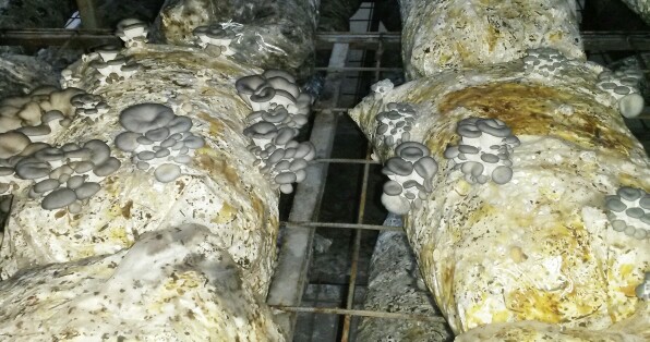 Oyster Mushroom - 2