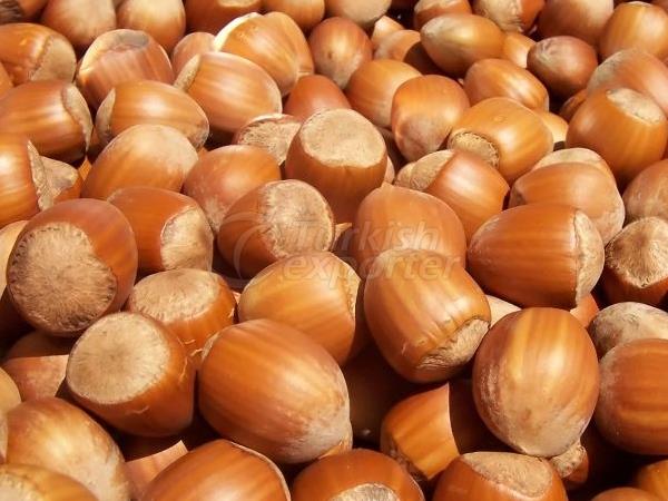 Shelled Hazelnut