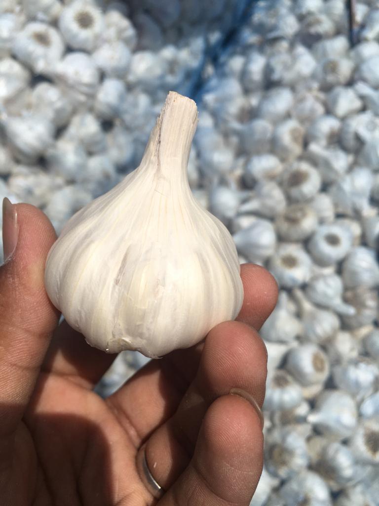 Fresh Garlic