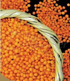 Red Lentil Bulk