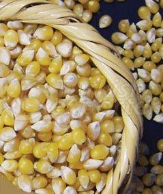 Maïs en vrac