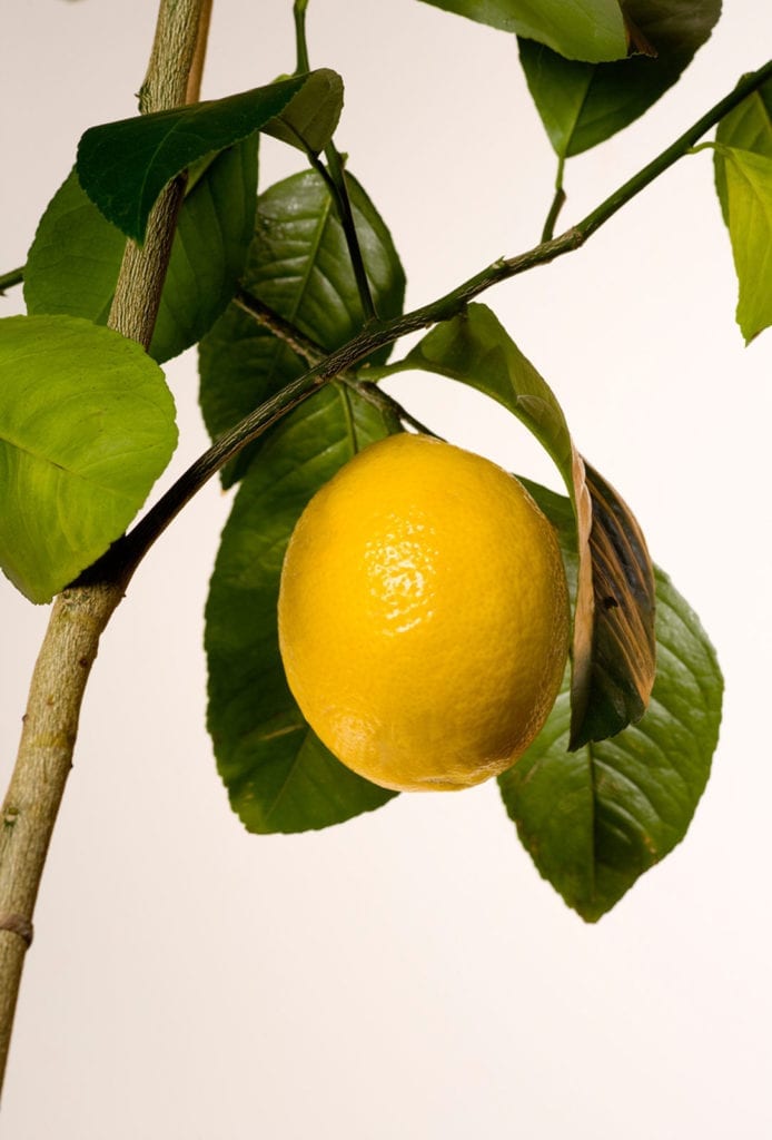 Lemon