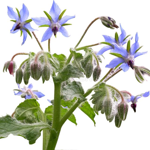 Borage Oil