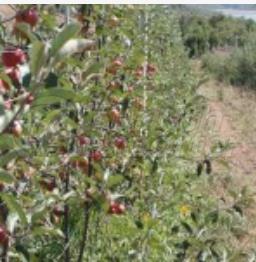 Apple Garden