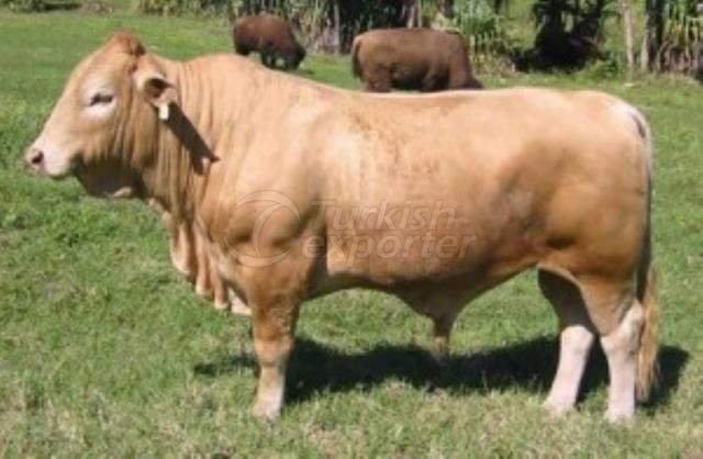 Fattening Cattle Feed-14 Protein