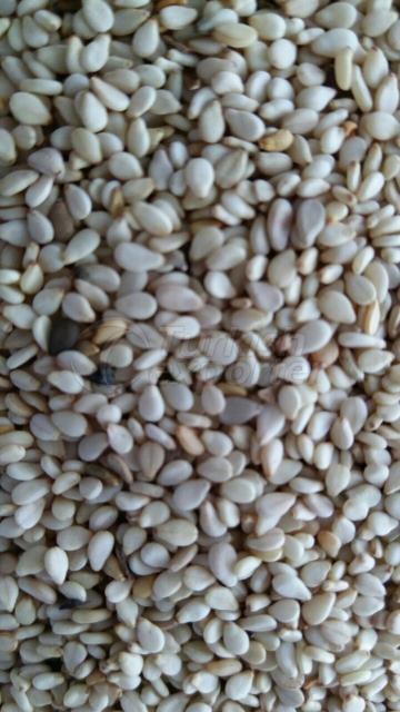 Ethiopian Origin Sesame Seed Humera