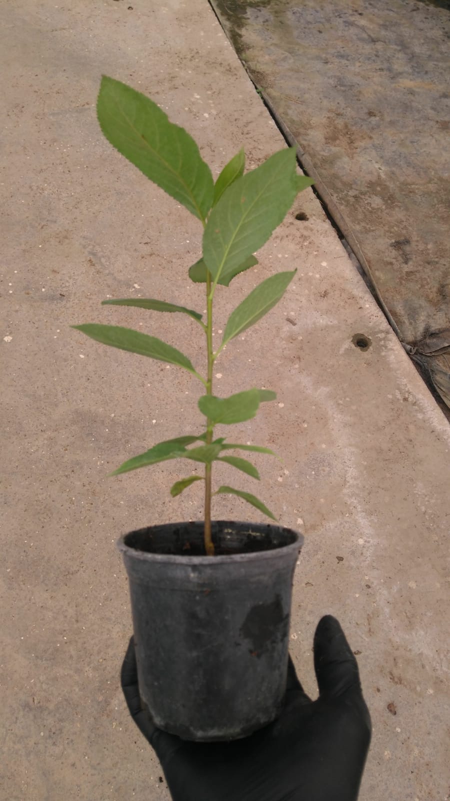 Jeune arbre d'Aronia