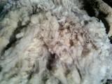 Merino greasy wool