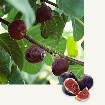 Bursa Black Fig