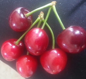 CHERRY