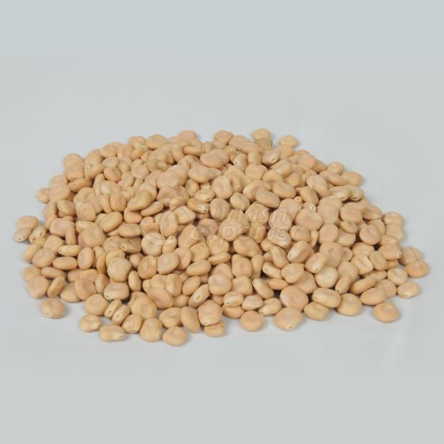 Ethiopian Origin Bitter Lupin