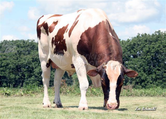 Red & White Holstein Semen