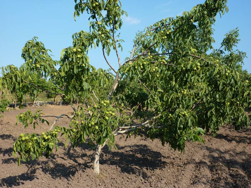 Chandler Walnut Sapling