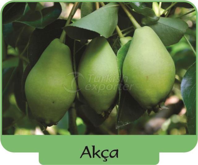 Pear Akça