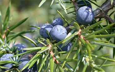 Juniper Berry Oil