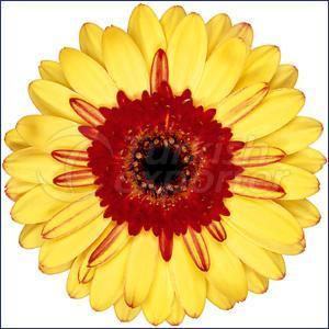 GERBERA