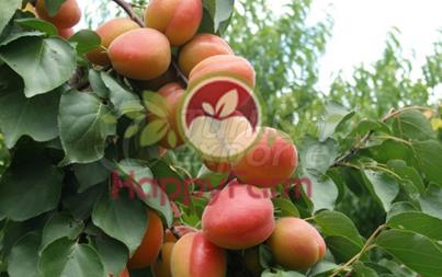 Apricot Tropikal