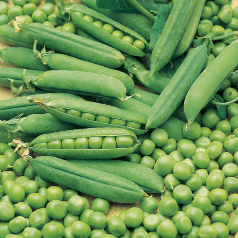 Pea  