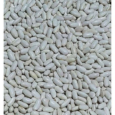 Haricot bean