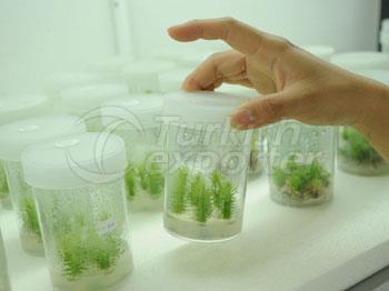 Agar Agar Plant Tissue Culture Grad