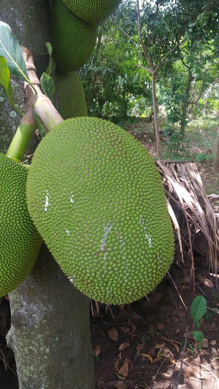 Jack fruit