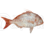 Pagrus