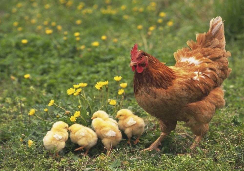 Pullet Developer Feeds