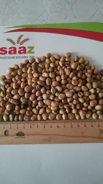 Ukraine Origin Faba Bean