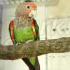 Cape Parrot Parrot