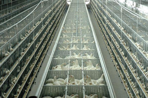 Chick and Springer Grower Facility