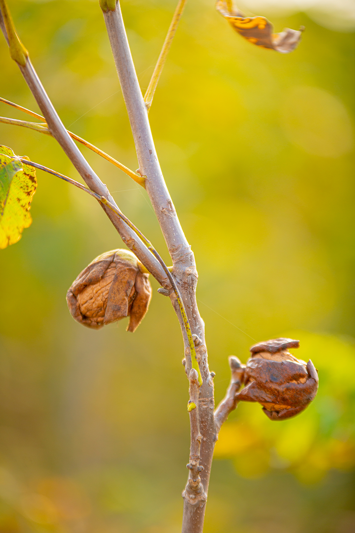 Fernette Walnut Sapling