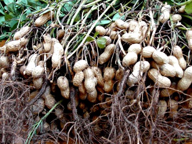 Raw Groundnut