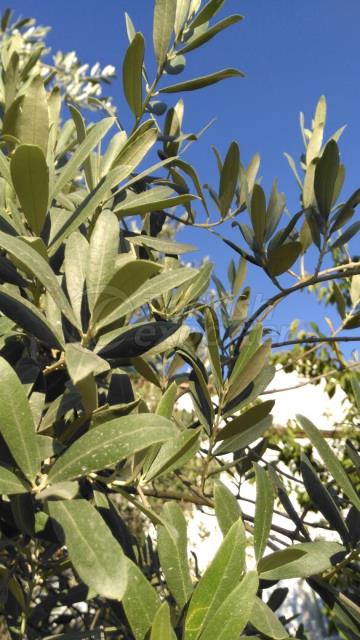 Olive Leaves